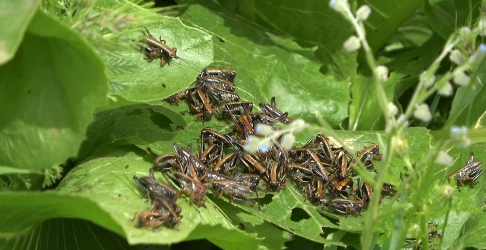 Muş'ta çekirge alarmı: Tarlalara doğru ilerliyorlar - 3