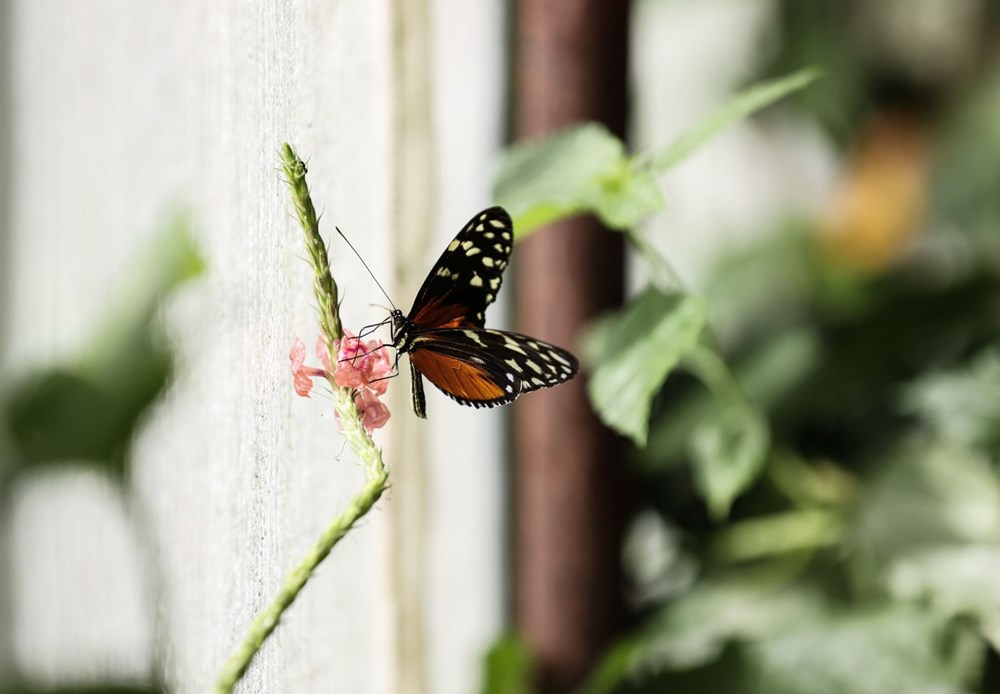 İngiltere'de gördüğü kelebek çiftliğini Beykoz'da kurdu - 12