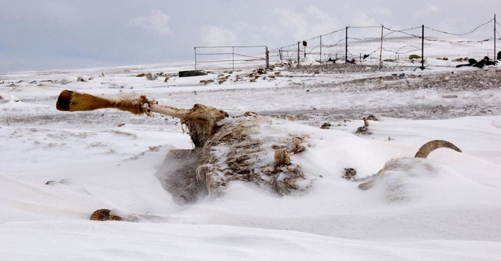 Moğolistan'da son 50 yılın en sert kışı: 5 milyon hayvan öldü - 4