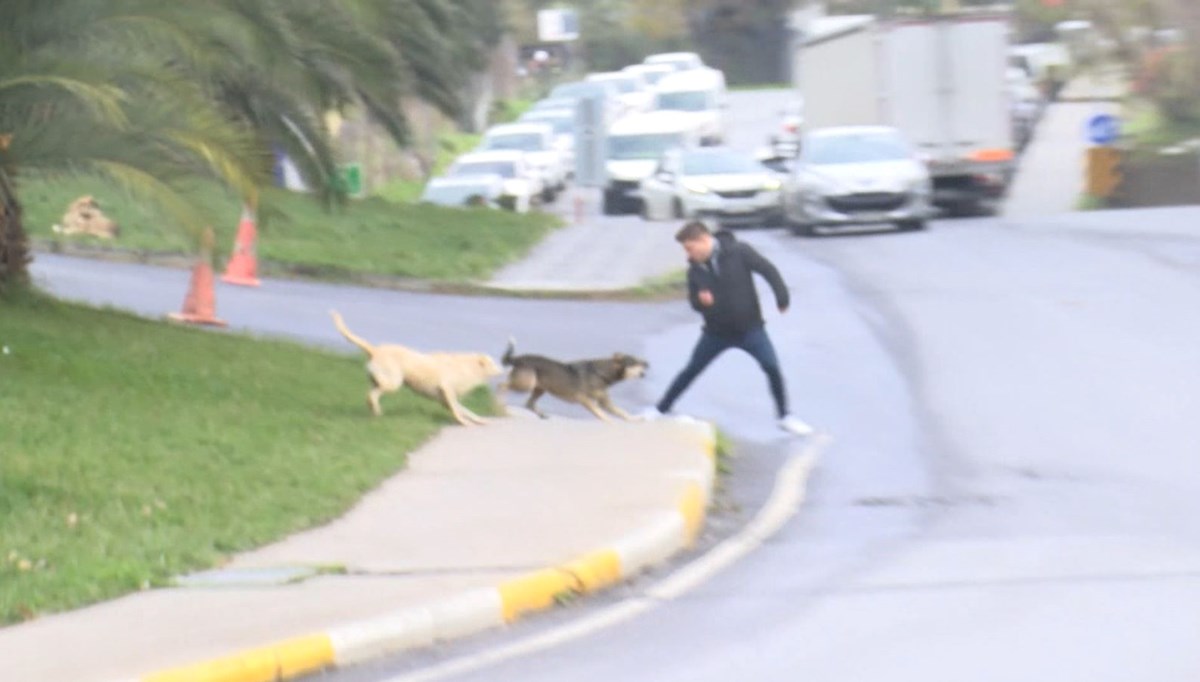 İstanbul'da başıboş köpekler yoldan geçenlere saldırdı