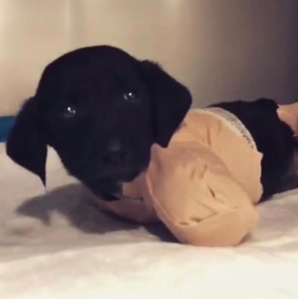 Adriana Lima�dan Sakarya�da yavru köpeğe yapılanlara isyan Adriana Lima�dan Sakarya�da yavru köpeğe yapılanlara isyan