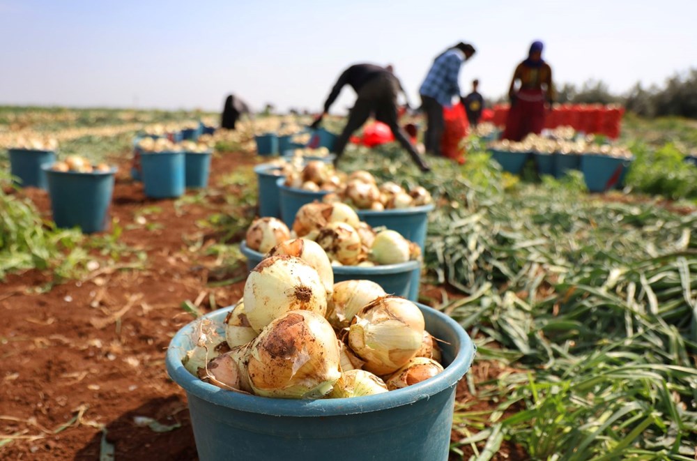 Türkiye'deki en önemli üretim merkezlerinden biri: Fiyatı 7-8 liraya kadar düştü - 4
