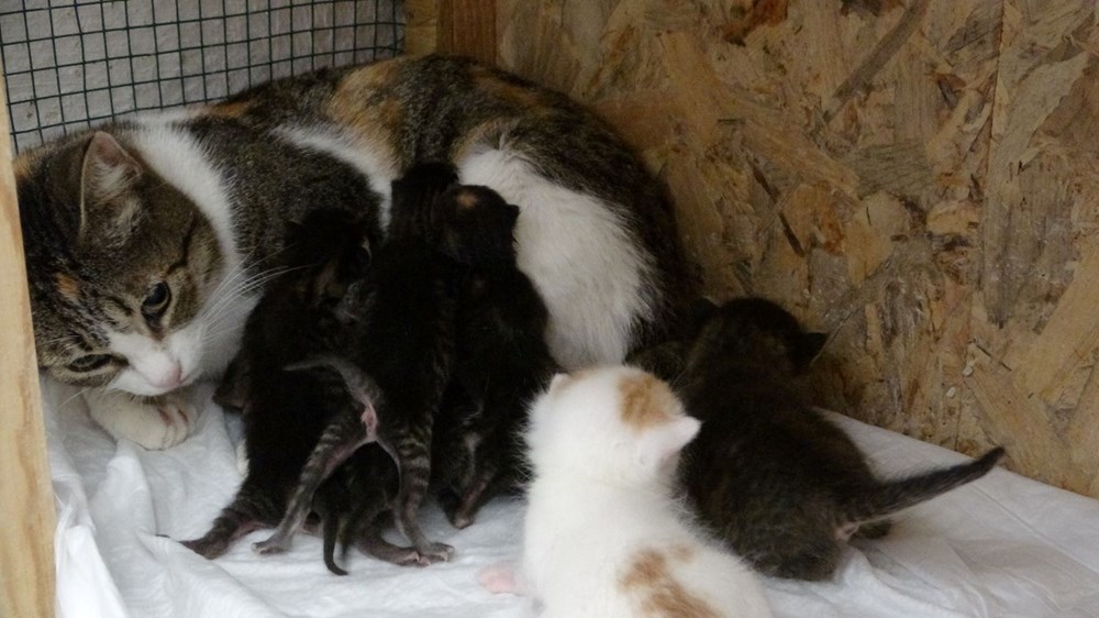 Kartonlar arasında 5 yavru kedi çıktı: Duygusal anlar yaşandı - 1