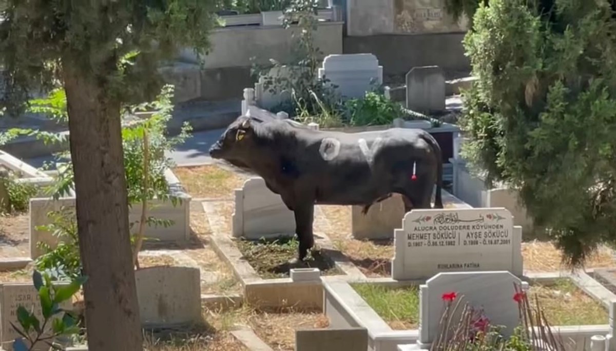 İstanbul’da boğa mezarlığa daldı: 2 yaralı