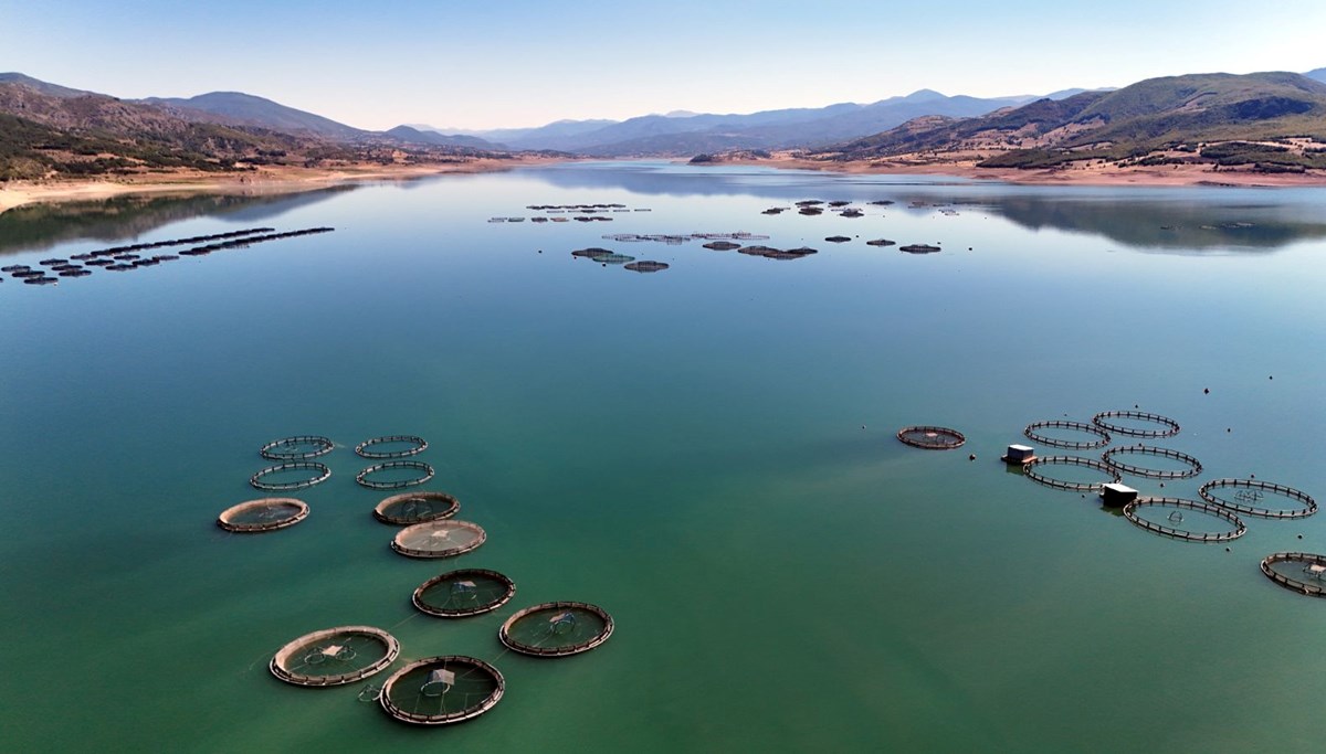 Tokat'tan 5 ülkeye gönderiliyor: 29 çiftlikte üretiliyor