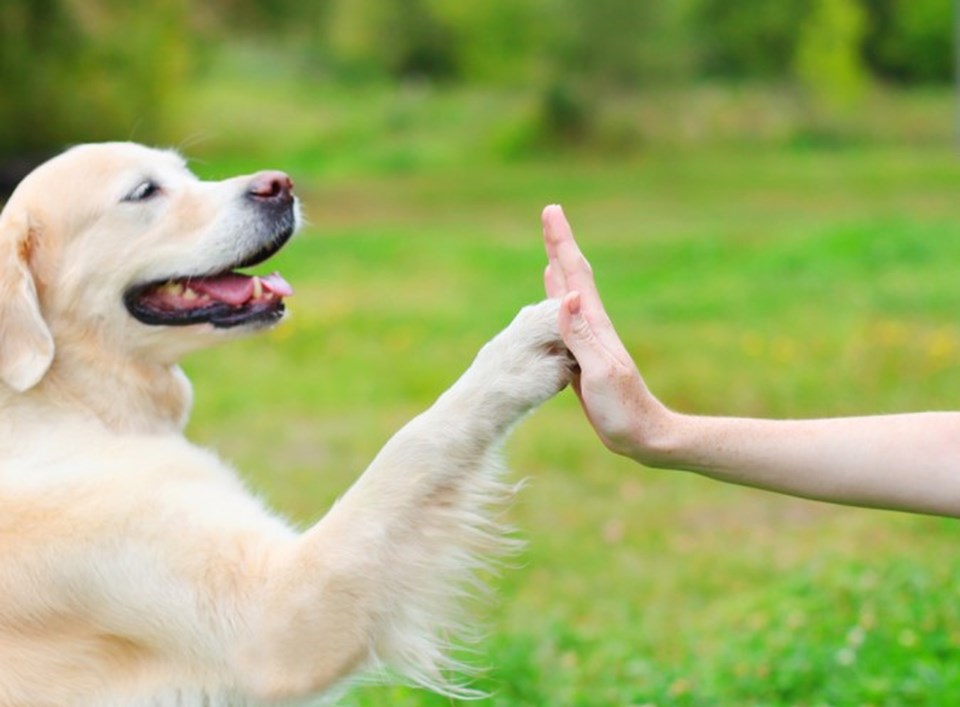 Köpekler neden dost canlısı? (Williams-Beuren Sendromu nedir?) - 3