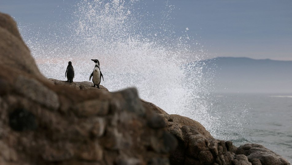 Penguenler Trump'a karşı protesto düzenleyecek