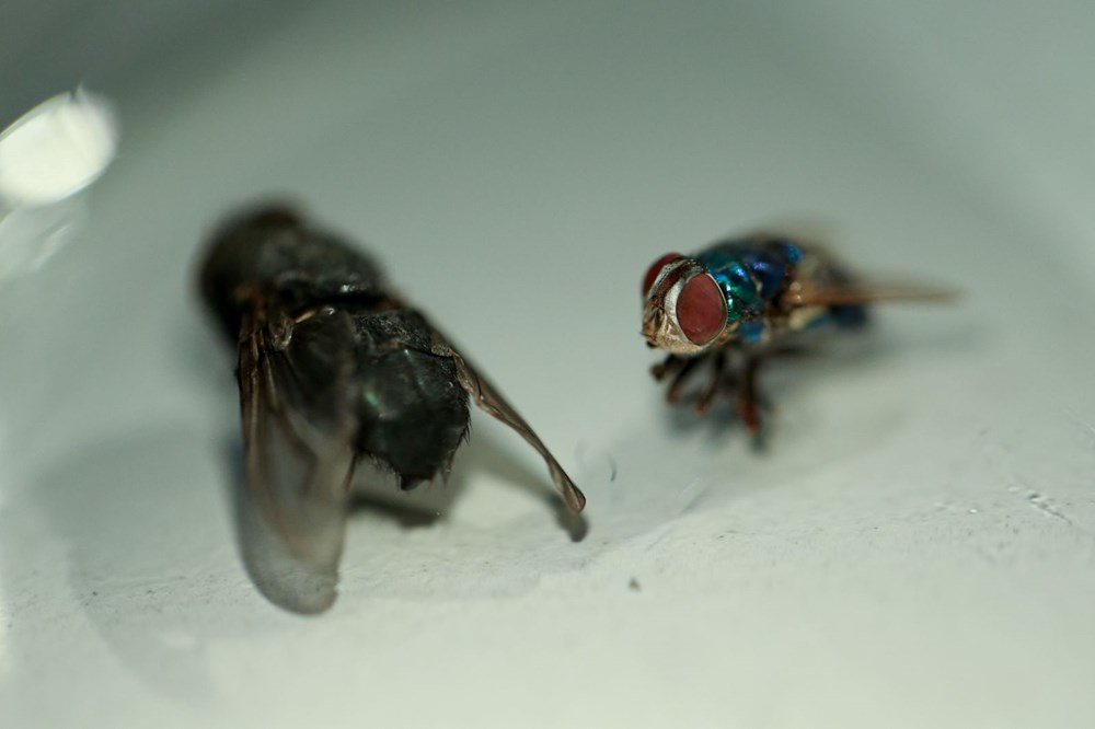 Dedektif
böcekler: Cesetlerin üzerinde bulunan sinekler, 20 vakayı aydınlattı - 5