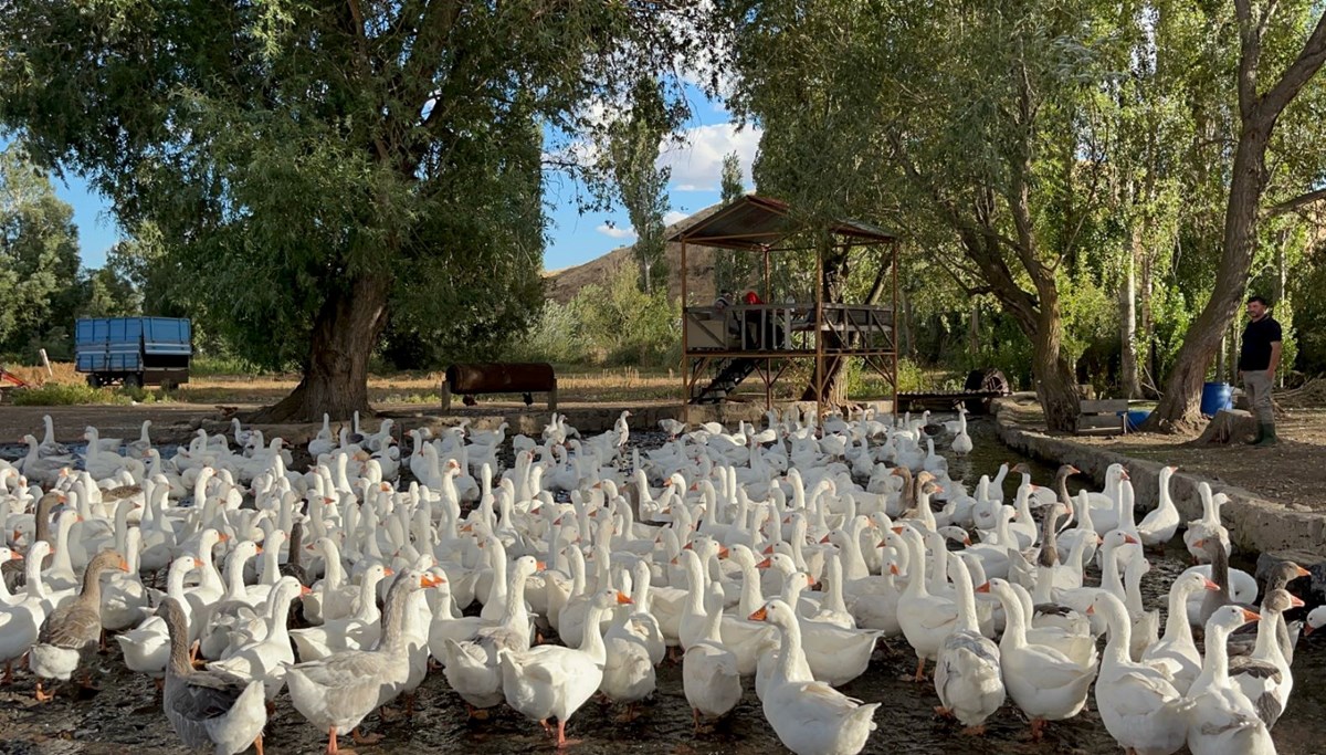 2 bin 500 liraydı bu yıl 6 bin liradan satılacak: Sofralık lezzet için geri sayım başladı