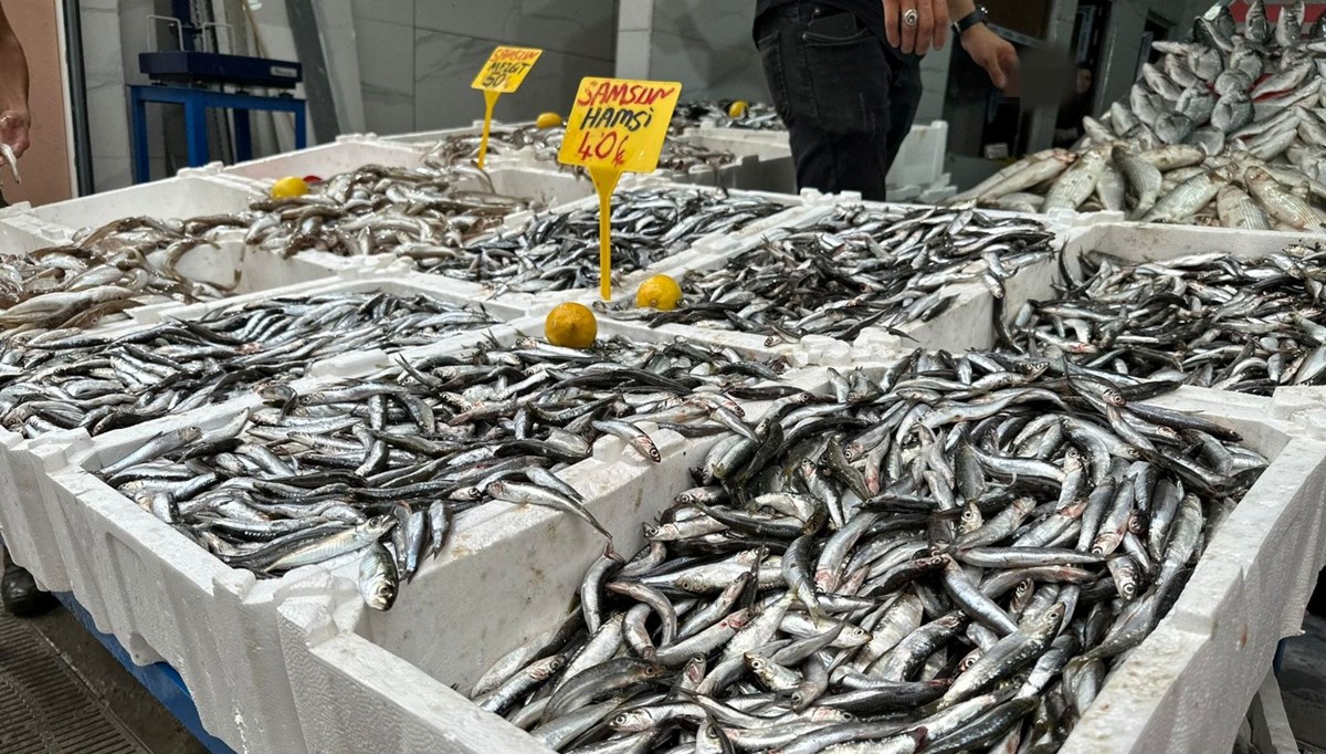 Karadeniz'de hamsi bolluğu: Kilosu 40 TL Karadeniz'de hamsi bolluğu: Kilosu 40 TL
