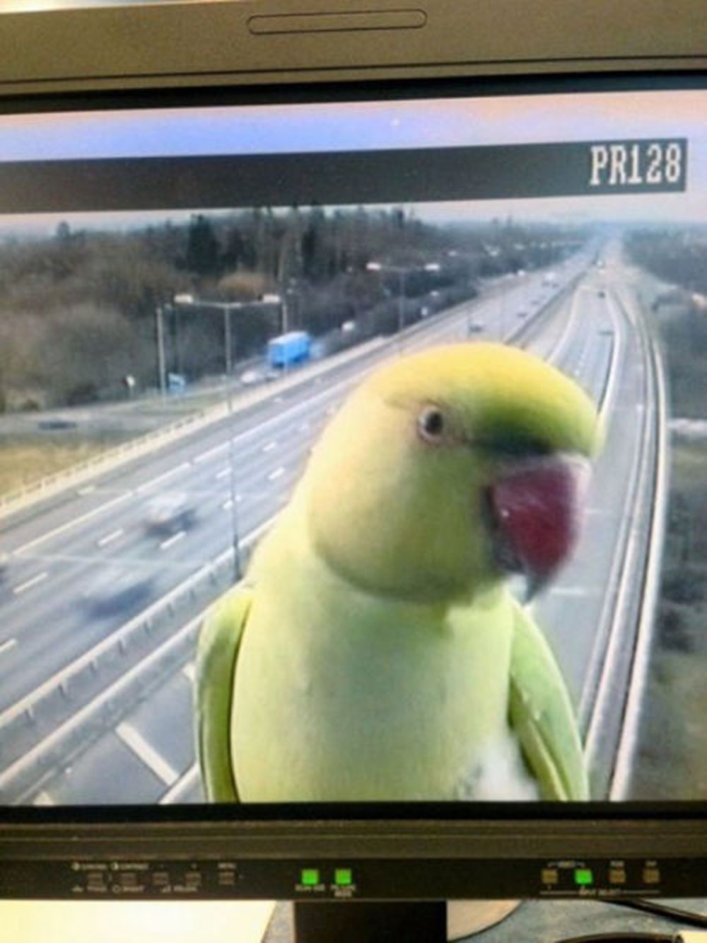 Попугай с фотоаппаратом