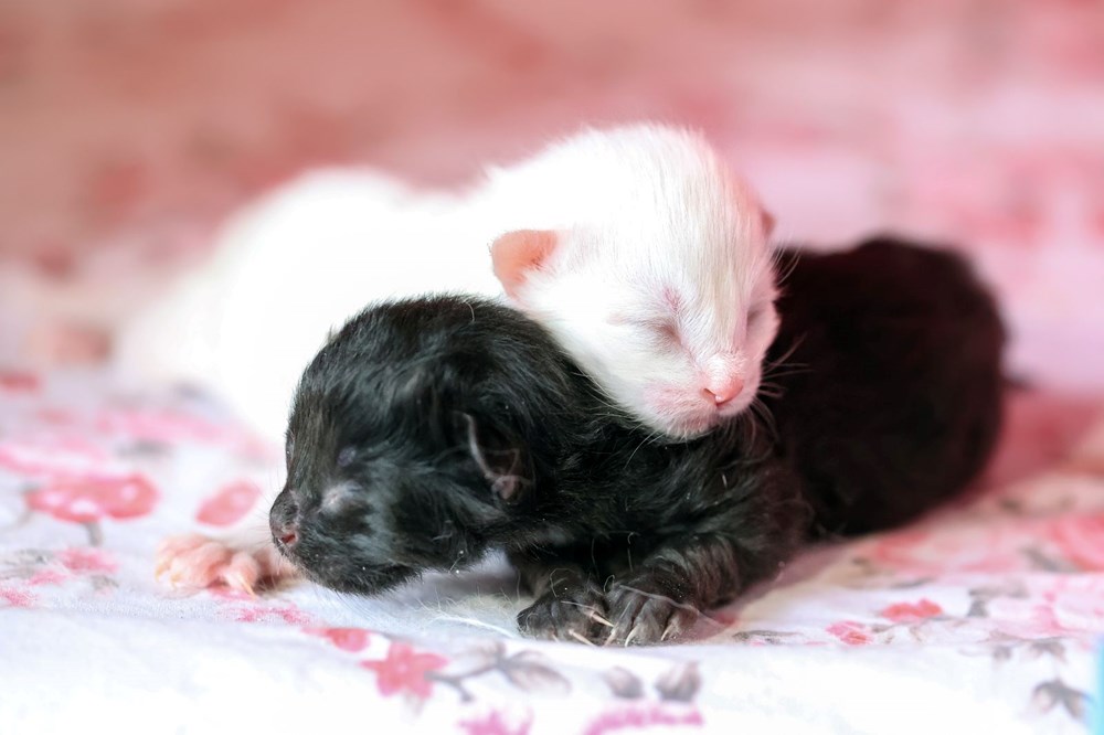 'En güzel Van kedisi' seçilen 'Mia' siyah yavru dünyaya getirdi - 8