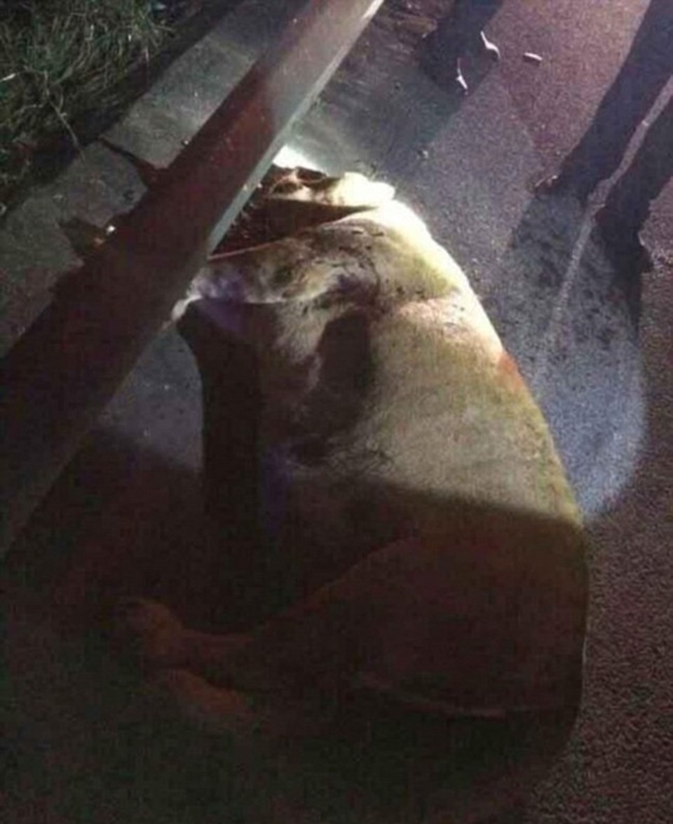 Çin'de sirkten kaçan aslan öldürüldü - 2