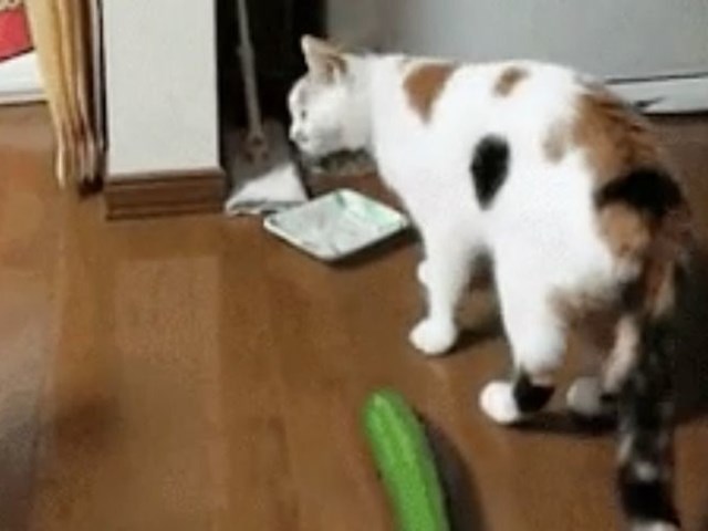 kediler salataliktan neden korkuyor