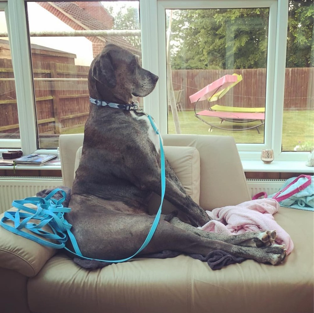 Dünyanın en uzun köpeği Freddy hayatını kaybetti - 21