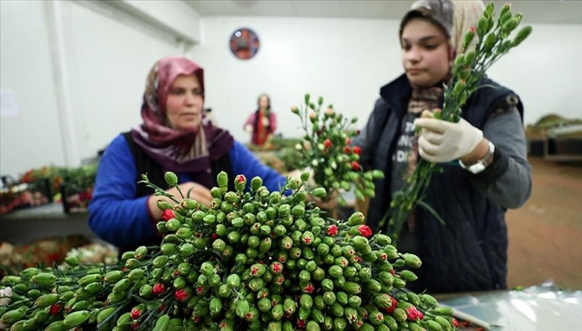 Türkiye'den 7 milyon dolarlık çiçek ihracatı