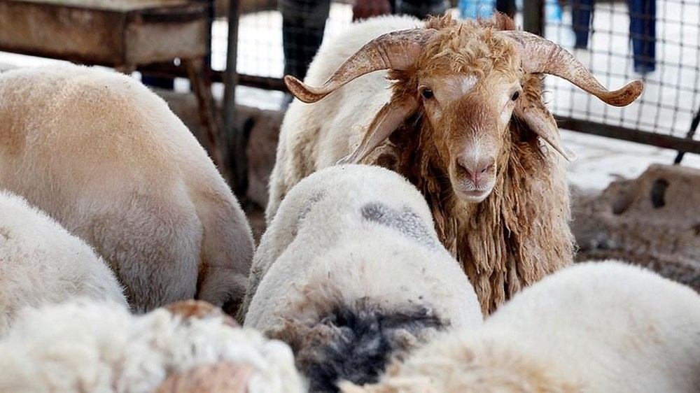 2025 Kurban fiyatları büyükbaş-küçükbaş: Kilogram ve hisseli kurbanlık fiyatı ne kadar? - 3