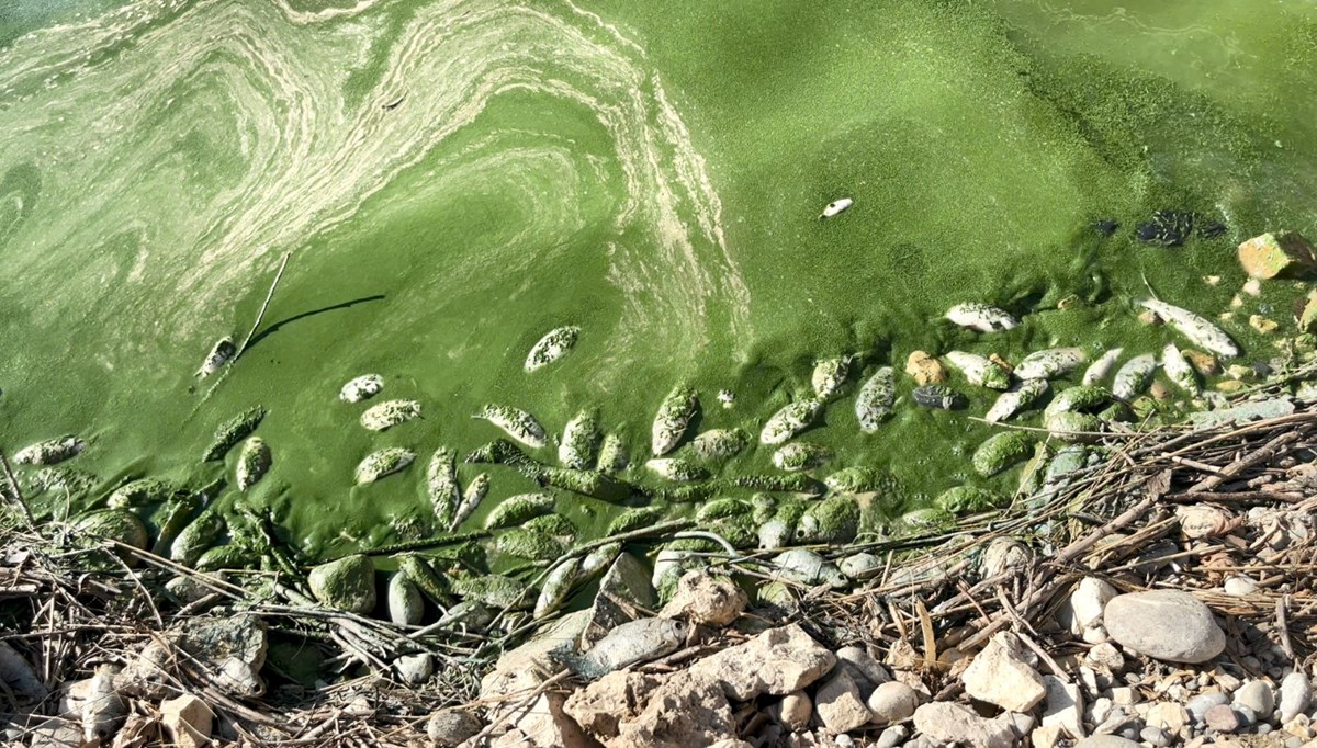 Botan Çayı'nda toplu balık ölümleri