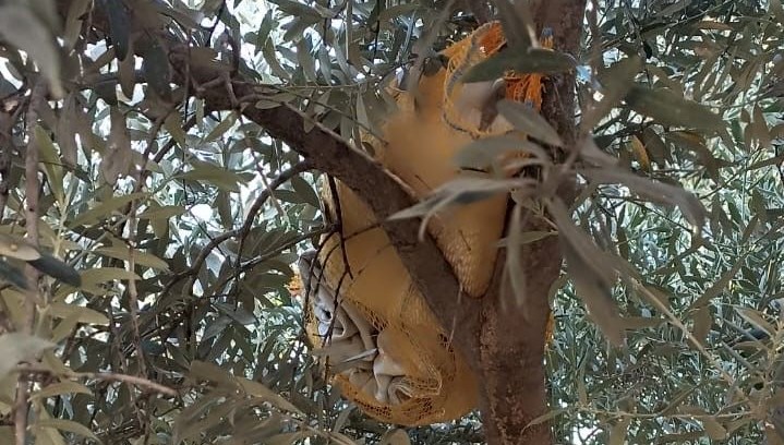 Zeytin ağacına saklanan uyuşturucu ele geçirildi