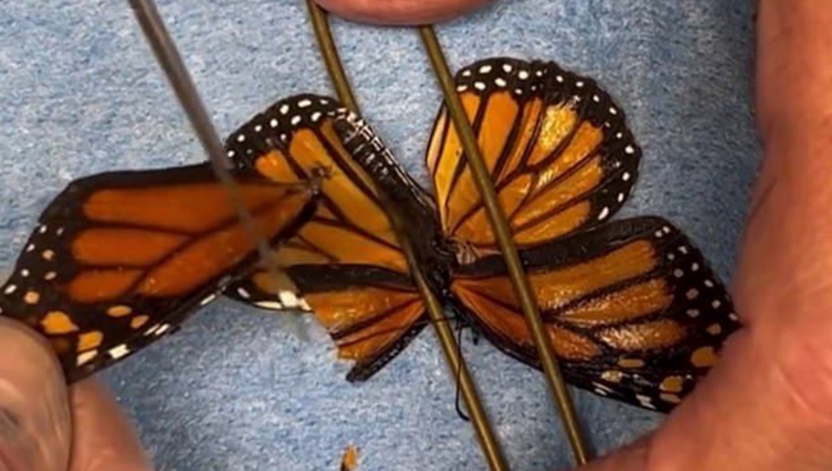 Kelebek kanat nakliyle yeniden uçtu