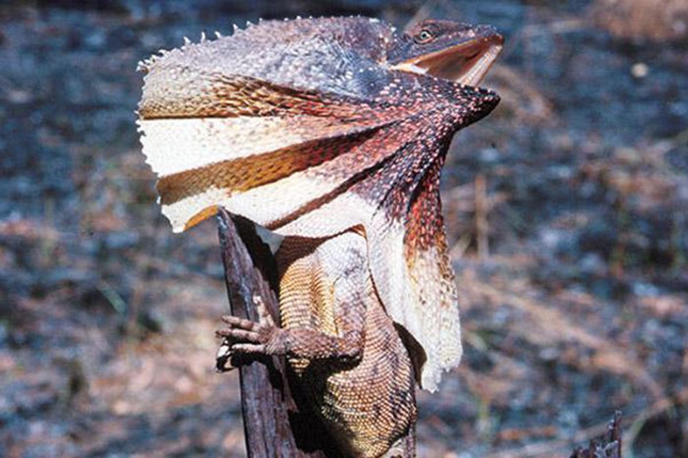 Летающий лемур сунда. Необычные животные несуществующие. Strange animals. Плащеносный броненосец. Глубоководный осьминог дамбо.