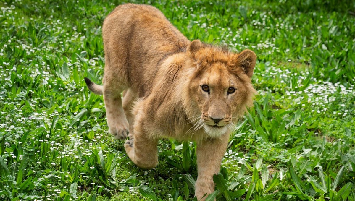 İzmir'de aslan vahşeti