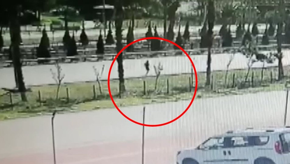 Van Kedisi sahibi olmak için bilmeniz gerekenler NTV