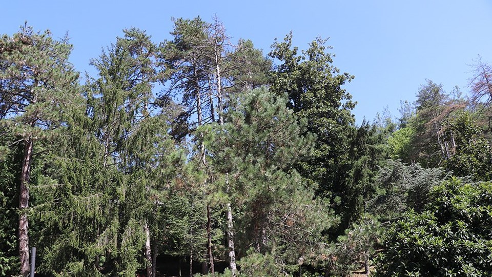 Türkiye'nin ilk arboretumu 'Atatürk Arboretumu' 89 yaşında - 2
