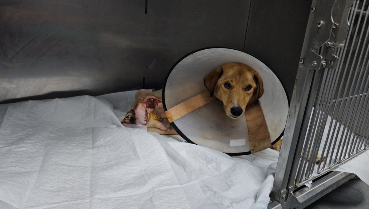Zonguldak'ta vahşet: Hamile köpek pompalı tüfek ile vuruldu Zonguldak'ta vahşet: Hamile köpek pompalı tüfek ile vuruldu