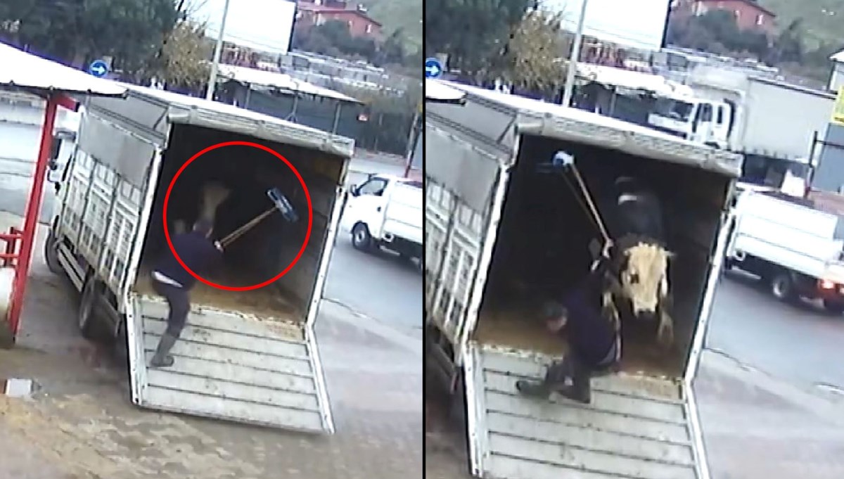 Fırçayla durdurmaya çalıştığı dana hastanelik etti