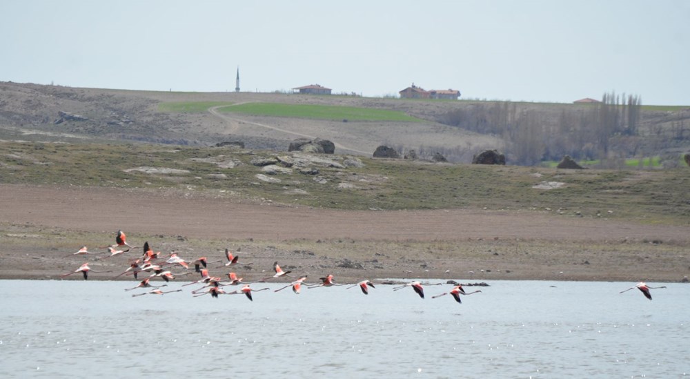 Flamingolar Tuz Gölü'ndeki evlerine geldi - 1