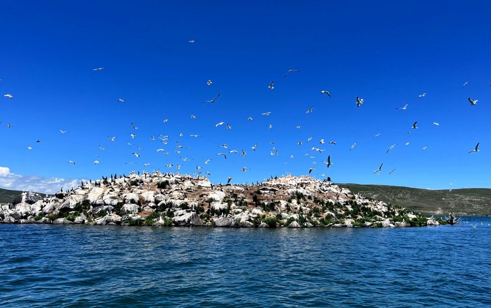 Çıldır Gölü, kuş cennetine döndü - 5