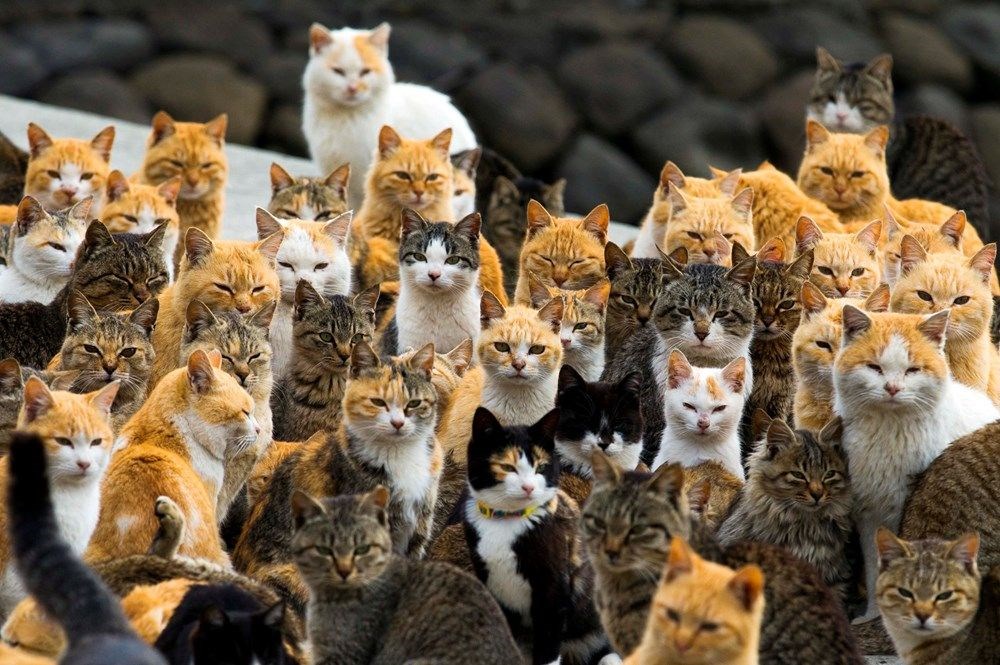 Japonya'daki kedi adası: Aoshima - 2