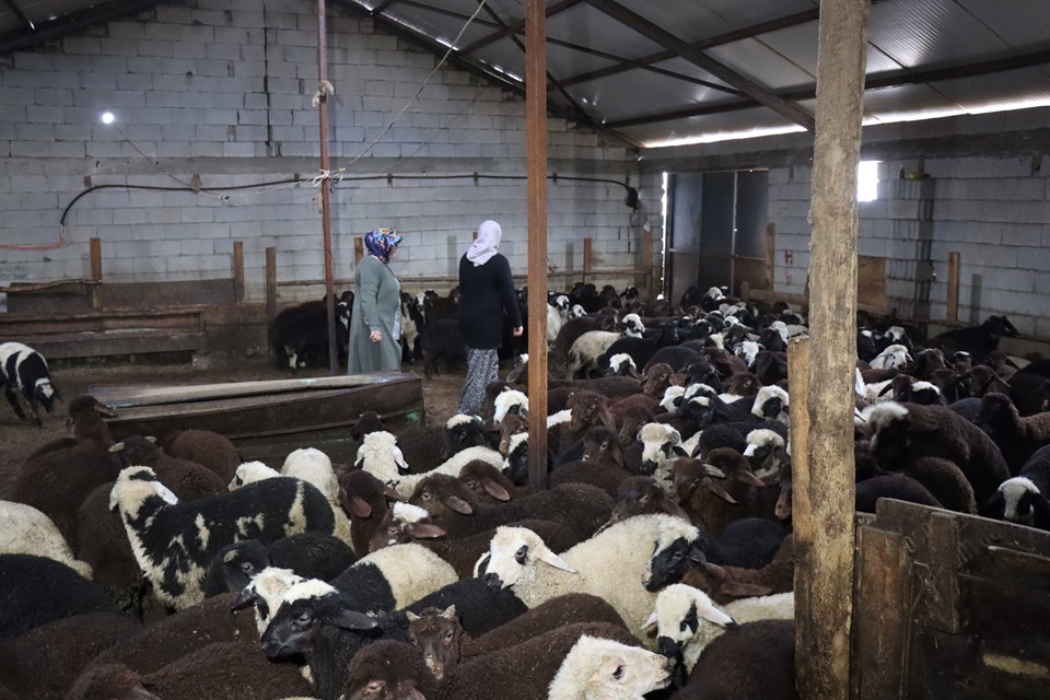 Erzincanlı anne ile kızı, koyun sayılarını 100'den 900'e çıkarttı - 1