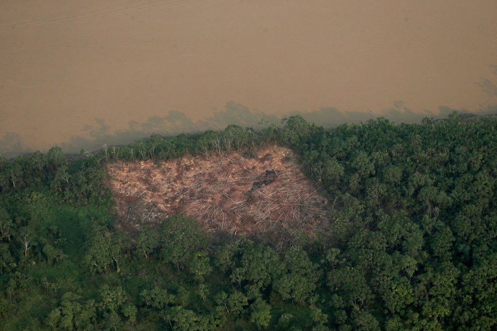 Amazon'daki ormansızlaşma salgın döneminde artış gösterdi - 3