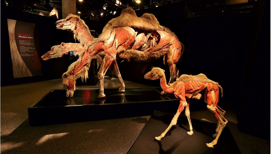Dünyaca ünlü Gerçek Hayvanların Anatomi Sergisi ilk kez Türkiye'de