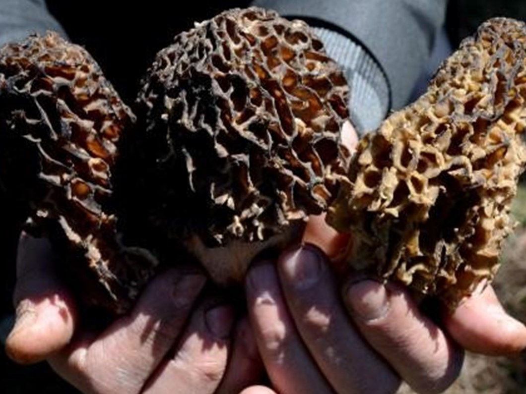 Kuzugobegi Mantarinin Kilosu 600 Lira Ntv