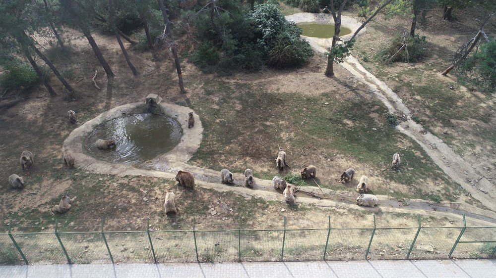 Son dansçı ayı Brütüs de öldü - 6