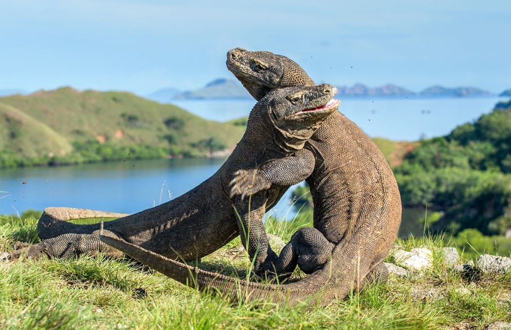 komodo ejderi, komodo adası, komodo adası giriş ücreti, komodo ejderi turu
