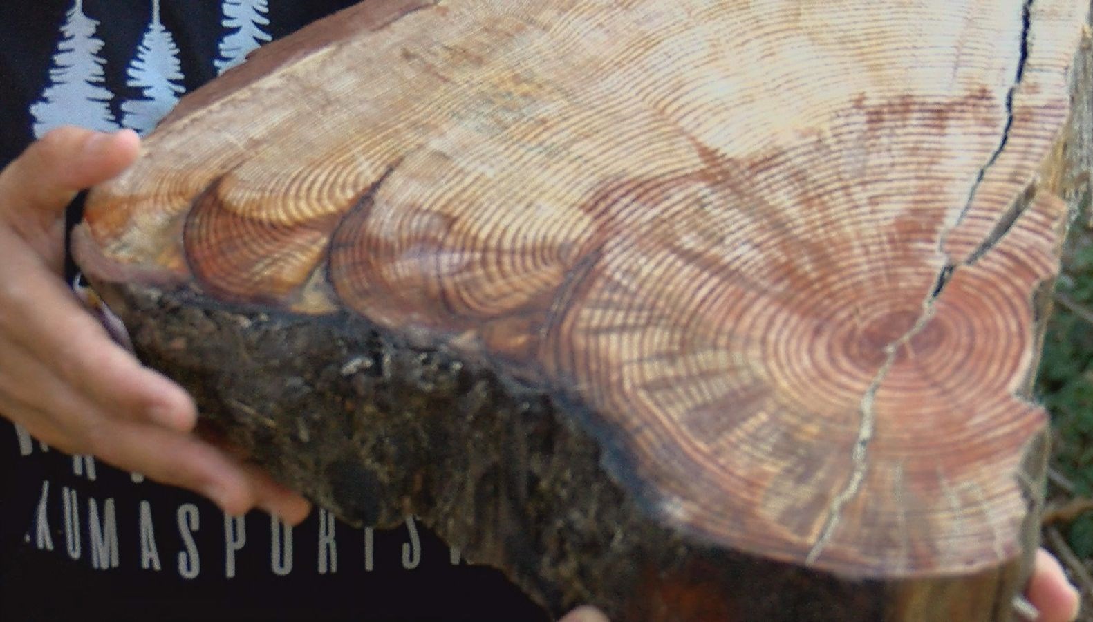 Ağaç kütüklerindeki yaraları inceleyerek orman yangınlarını araştırdılar