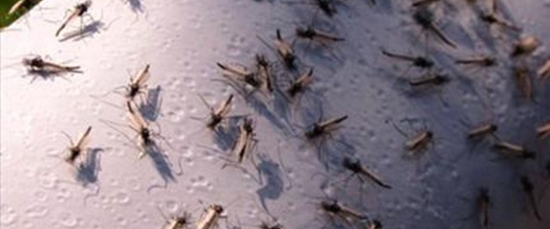 Комары к чему снятся в большом количестве. Приснилось много мошек. Подвальный комар фото. Фото подвальных комаров.