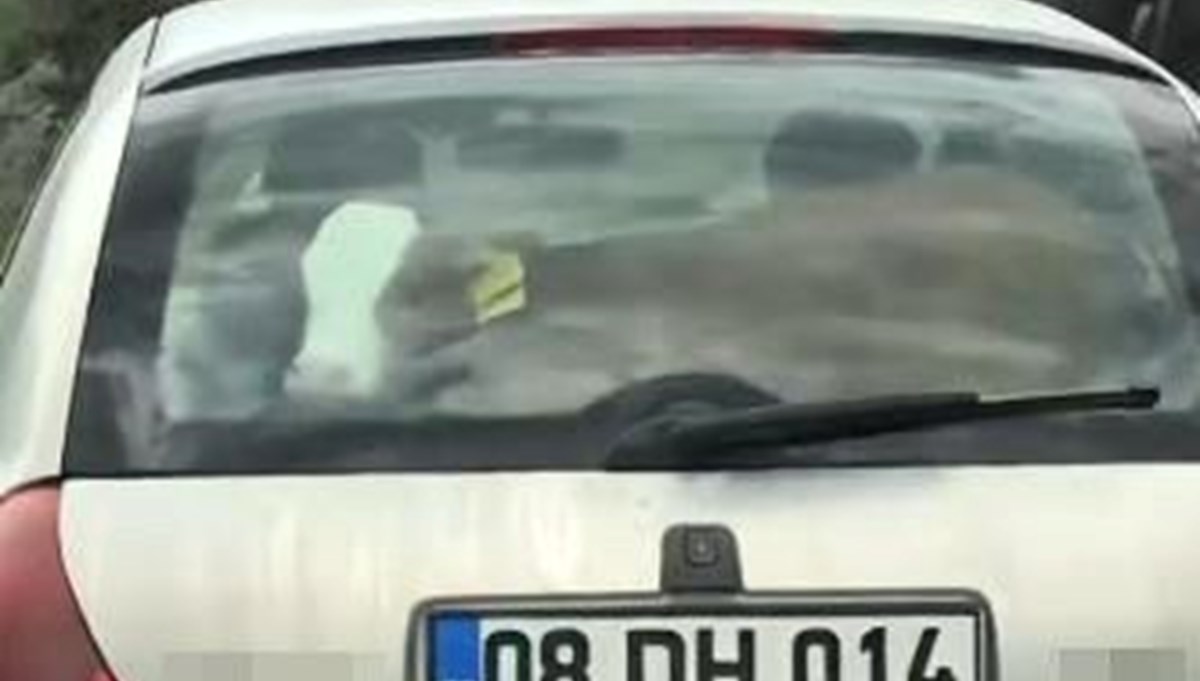 Buzağıyı otomobilin arka koltuğunda taşıdı Buzağıyı otomobilin arka koltuğunda taşıdı