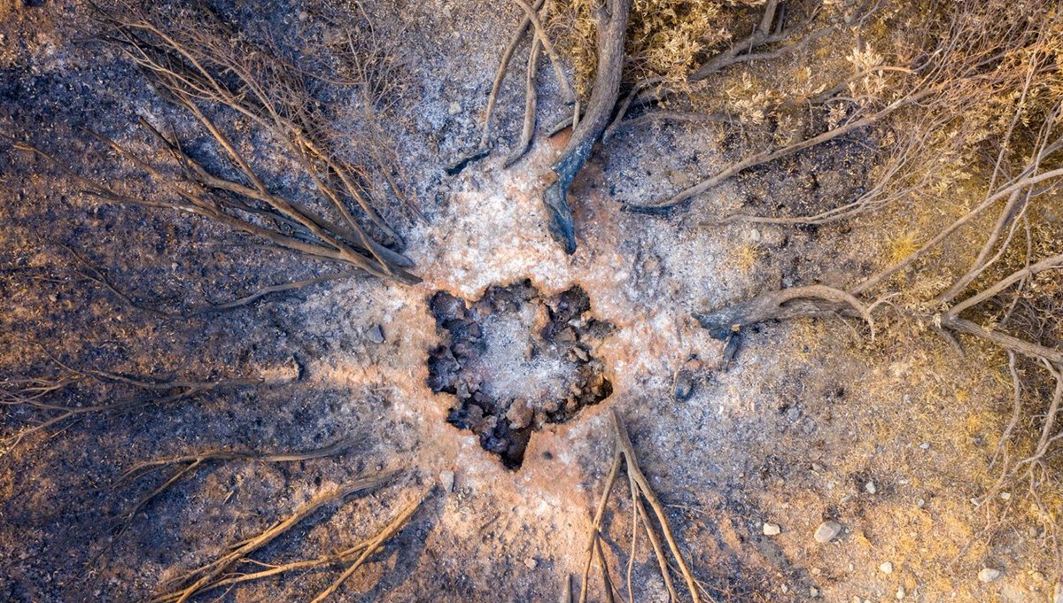 En eski orman yangını 430 milyon yıl önce yaşandı