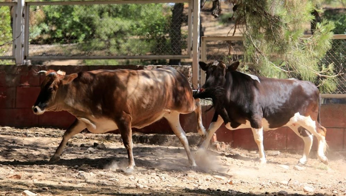 Kurban Bayramı yaklaştı, kurban yakalama timi tatbikat yaptı Kurban Bayramı yaklaştı, kurban yakalama timi tatbikat yaptı