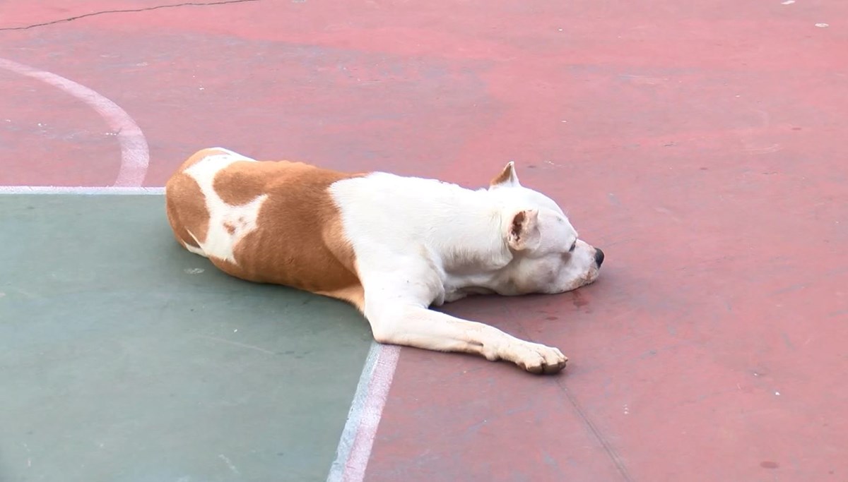 İstanbul'da pitbull saldırısı: 2 yaralı