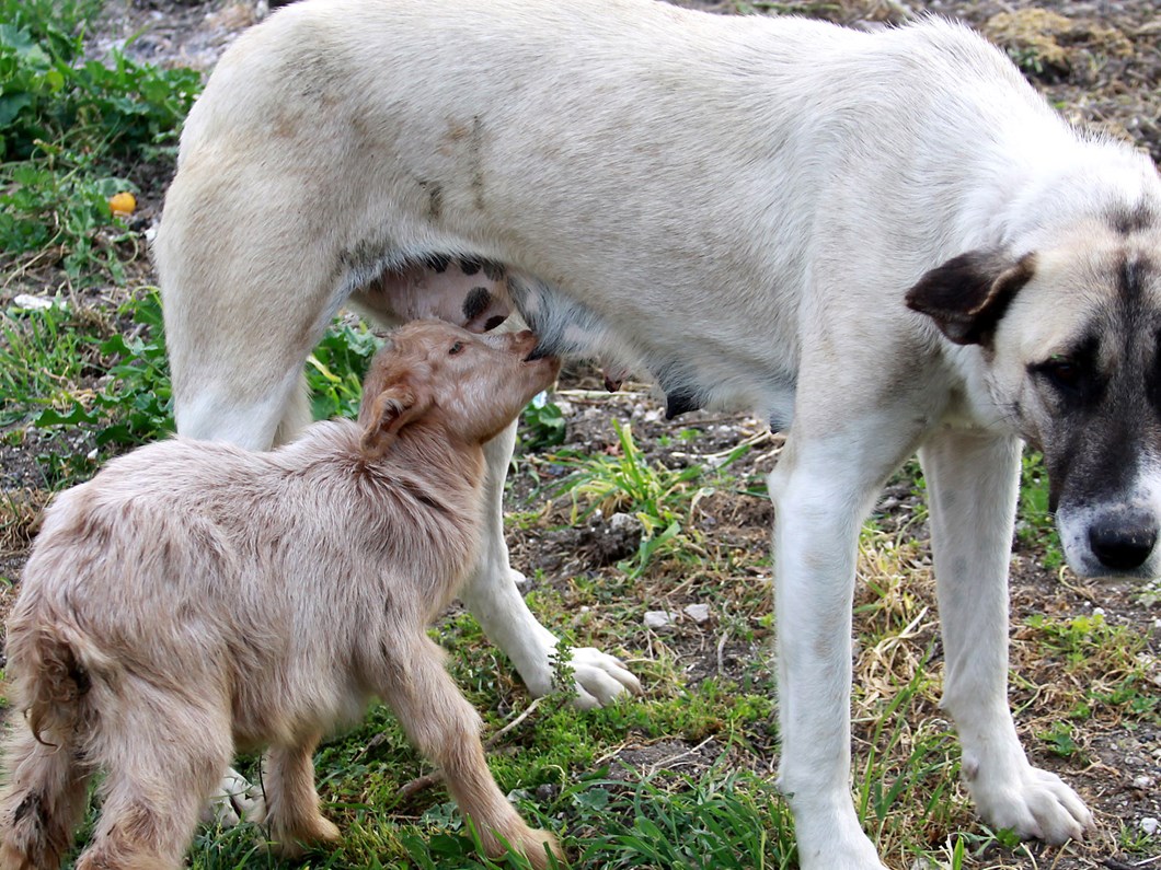 kopek oglagi emziriyor magazin
