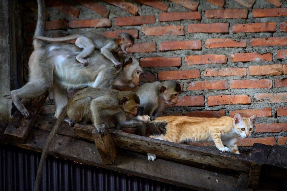 Tayland'ın Lopburi kentinin hakimi maymunlar - 9