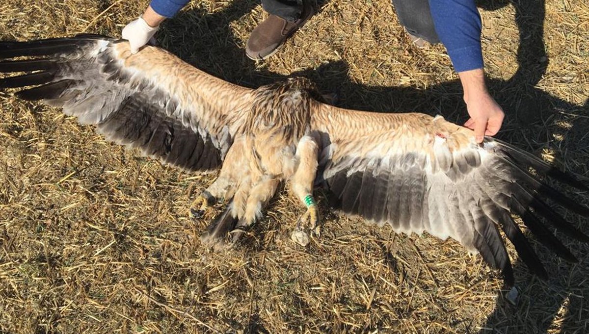 Nesli tehlike altındaki şah kartal, Ankara'da tüfekle vuruldu