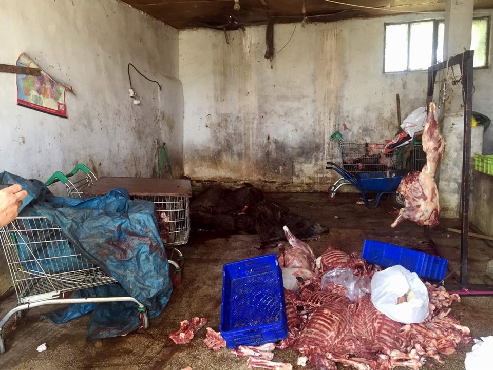 5 ton kaçak domuz eti ele geçirildi - 2