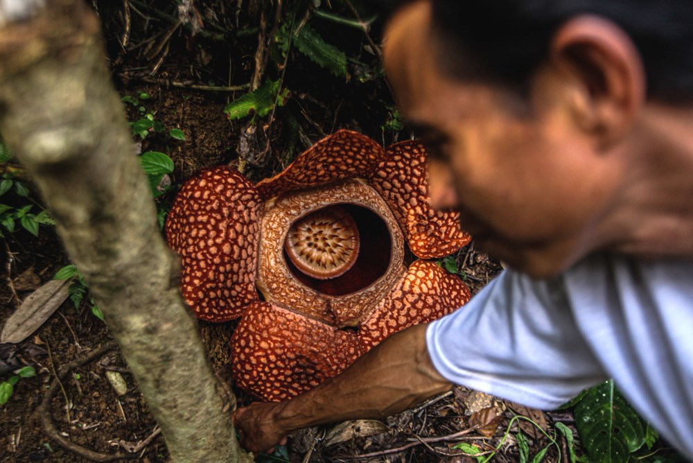 Dünyanın en büyüğü: Endonezya’da ceset çiçeği olarak da
bilinen 'Rafflesia arnoldii' açtı - 7